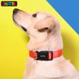 Skatrs Premium Adjustable Collar for Dogs (Red) Sale