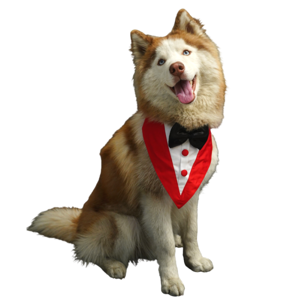 Floof & Co Silk Tuxedo for Dogs (Red) Hot on Sale