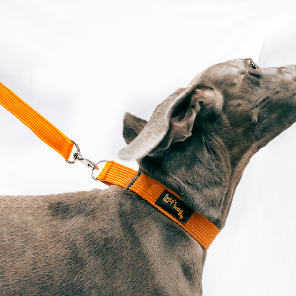 Let s Wag Martingale Fabric Collar for Dogs (Orange) Online now