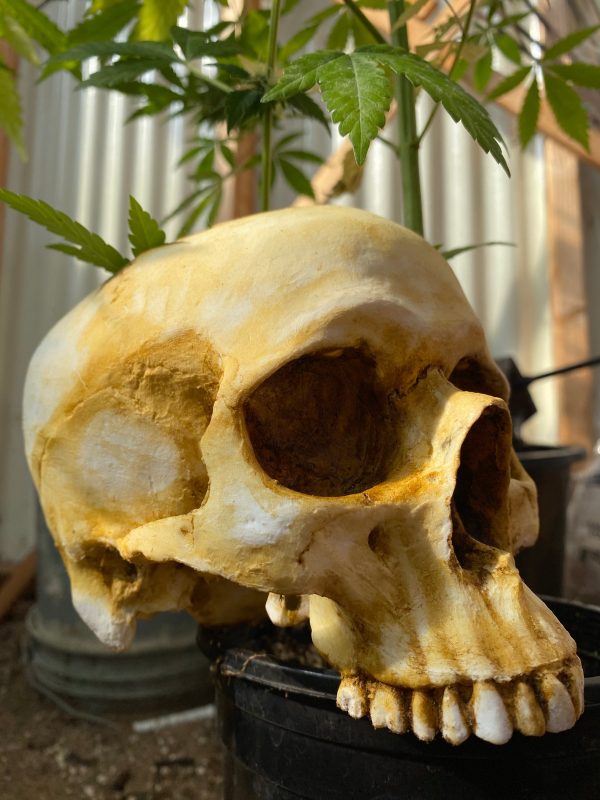 Skull Planter on Sale