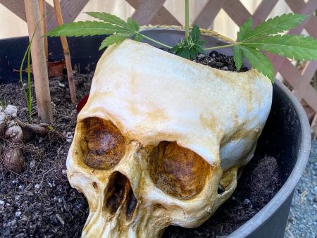 Skull Planter on Sale