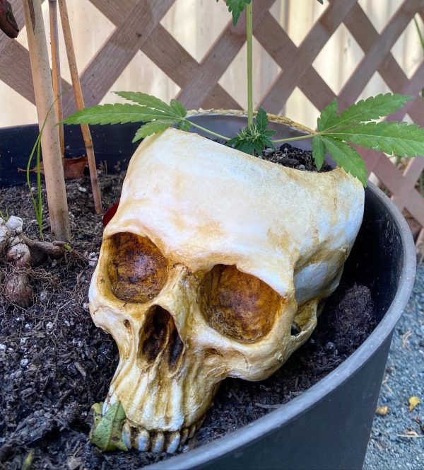 Skull Planter on Sale