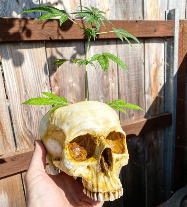 Skull Planter on Sale