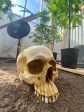 Skull Planter on Sale