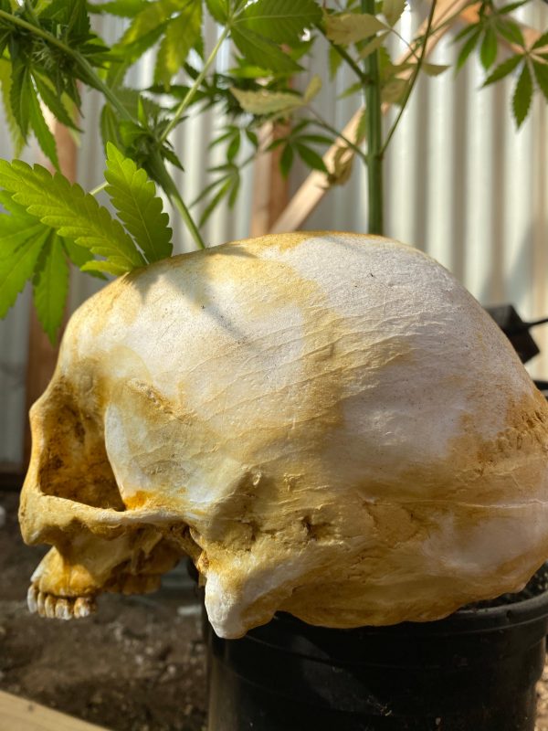 Skull Planter on Sale