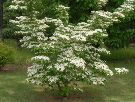 Kousa Dogwood Tree ( Cornus ) Online Hot Sale