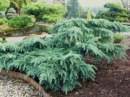 Prostrate Beauty Deodar Cedar Hot on Sale