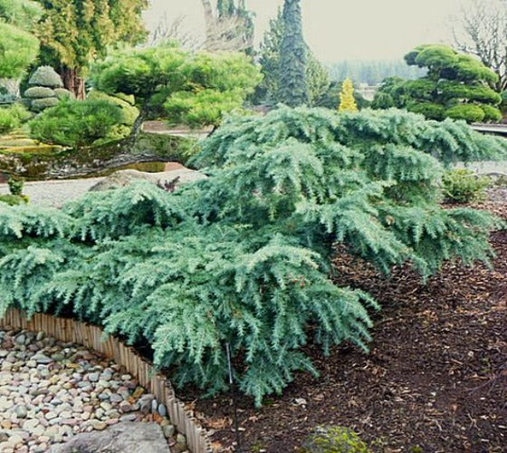 Prostrate Beauty Deodar Cedar Hot on Sale