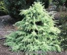 Snow Sprite Dwarf Deodar Cedar Online now