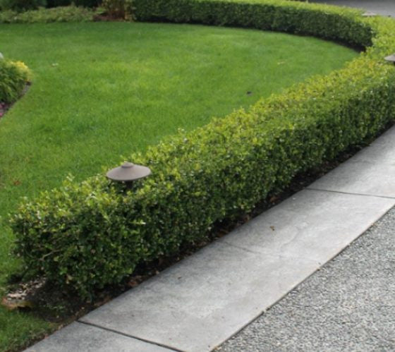 True Dwarf English Boxwood ( buxus ) Online