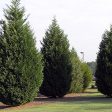 2.25 Gallon Cypress Leyland Shrub Online Sale