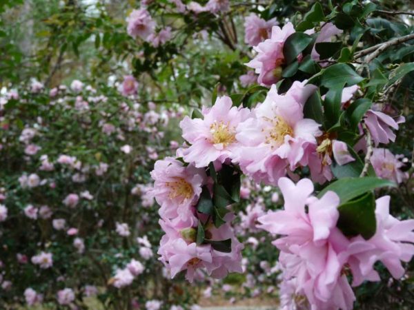 Pink Snow Camellia Sasanqua Online now