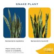 Costa Farms Live Snake Plant, Easy to Grow Houseplant in Indoor Decorative Plant Pot, Grower s Choice House Plant in Potting Soil, Housewarming Gift, Room Decor, 1-2 Feet Tall Online Sale