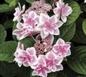 Star Gazer Double Delights Hydrangea For Sale