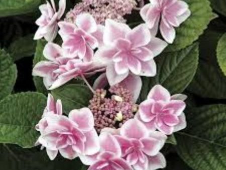 Star Gazer Double Delights Hydrangea For Sale