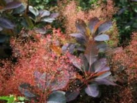 Grace Red Smokebush Tree ( cotinus ) Cheap