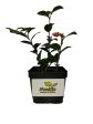 Pink Snow Camellia Sasanqua Online now