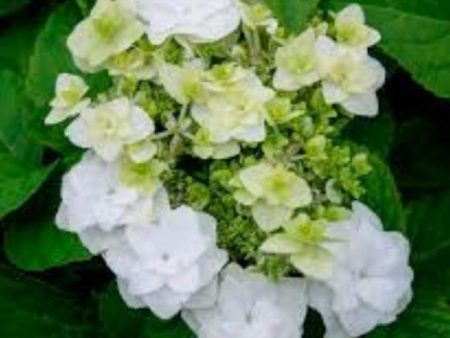 Wedding Gown White Double Delights Hydrangea For Cheap