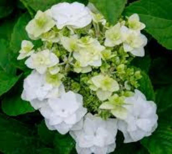 Wedding Gown White Double Delights Hydrangea For Cheap