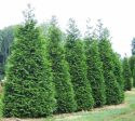 Green Giant Arborvitae ( Thuja plicata ) Online Sale