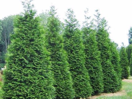 Green Giant Arborvitae ( Thuja plicata ) Online Sale