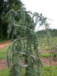 Weeping Blue Atlas Cedar For Discount