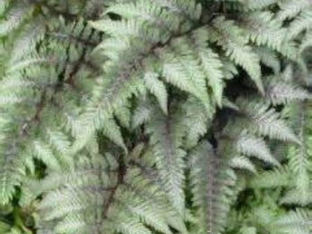 Metallicum Japanese Painted Fern ( athyrium ) Hot on Sale