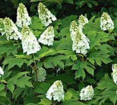 Snow Queen Oakleaf Hydrangea Cheap