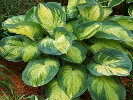 Great Expectations Hosta Online Hot Sale