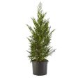 2.25 Gallon Cypress Leyland Shrub Online Sale