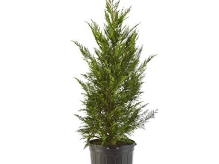 2.25 Gallon Cypress Leyland Shrub Online Sale