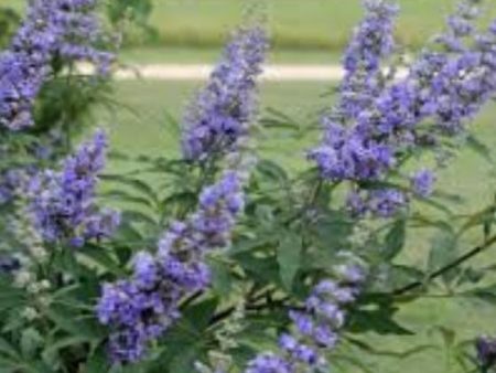 Delta Blues™ Vitex ( chaste tree ) Sale