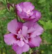 First Editions® Tahiti™ Hibiscus ( Althea ) - Rose Of Sharon For Sale