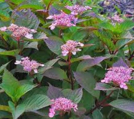 Lady In Red Lacecap Hydrangea on Sale