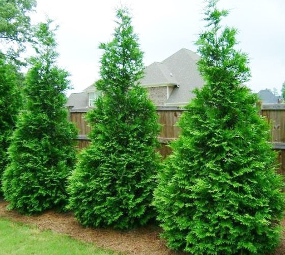 Green Giant Arborvitae ( Thuja plicata ) Online Sale