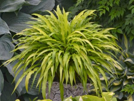 Curly Fries Hosta Online now