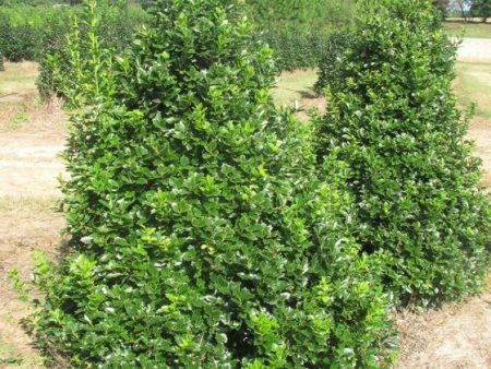 Oak Leaf Red Holly Tree ( ilex conaf ) Online