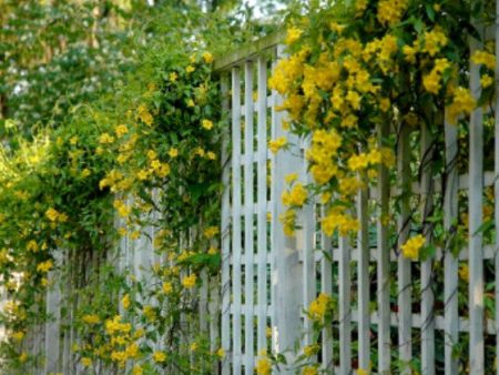 Yellow Carolina Jasmine Vine Online Sale