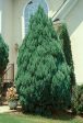 Blue Point Upright Juniper Tree For Cheap