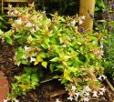 Francis Mason Abelia Grandiflora Online Hot Sale