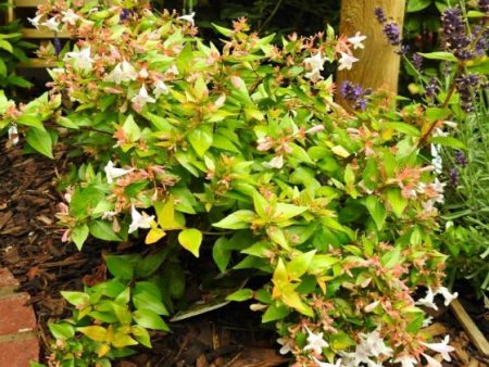 Francis Mason Abelia Grandiflora Online Hot Sale