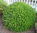 Wintergreen Korean Boxwood ( Buxus ) on Sale