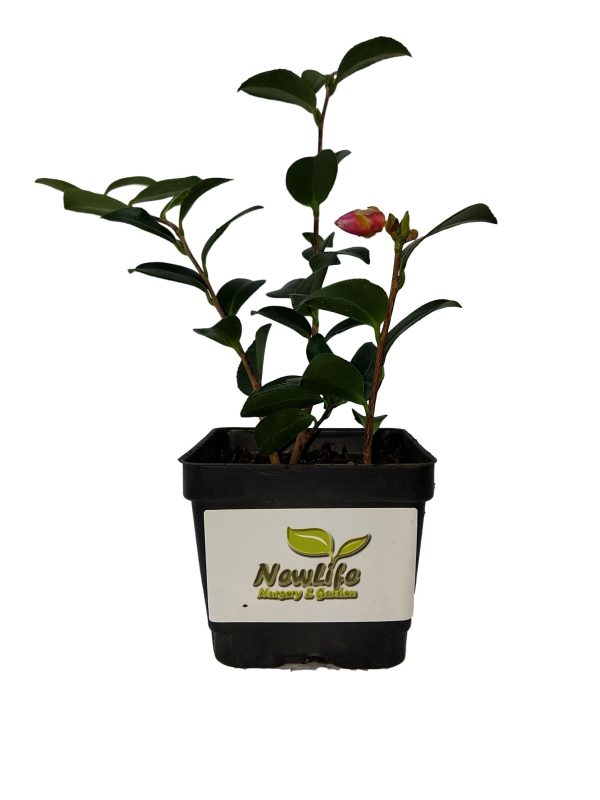 Yuletide Red Camellia Sasanqua For Sale