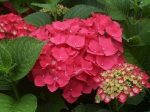 Masja Pink Mophead Hydrangea For Cheap