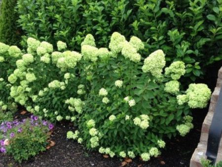 Little Lime® Hardy Hydrangea on Sale