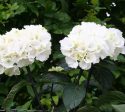 Onyx Zebra White Mophead Hydrangea Cheap