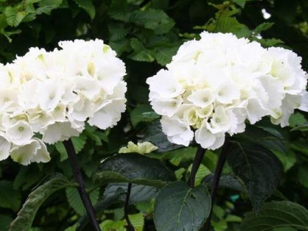 Onyx Zebra White Mophead Hydrangea Cheap