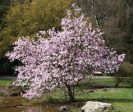 Leonard Messel Magnolia Hot on Sale