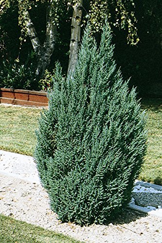 Blue Point Upright Juniper Tree For Cheap