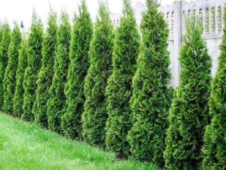 Degroots Spire Arborvitae ( Thuja ) Discount